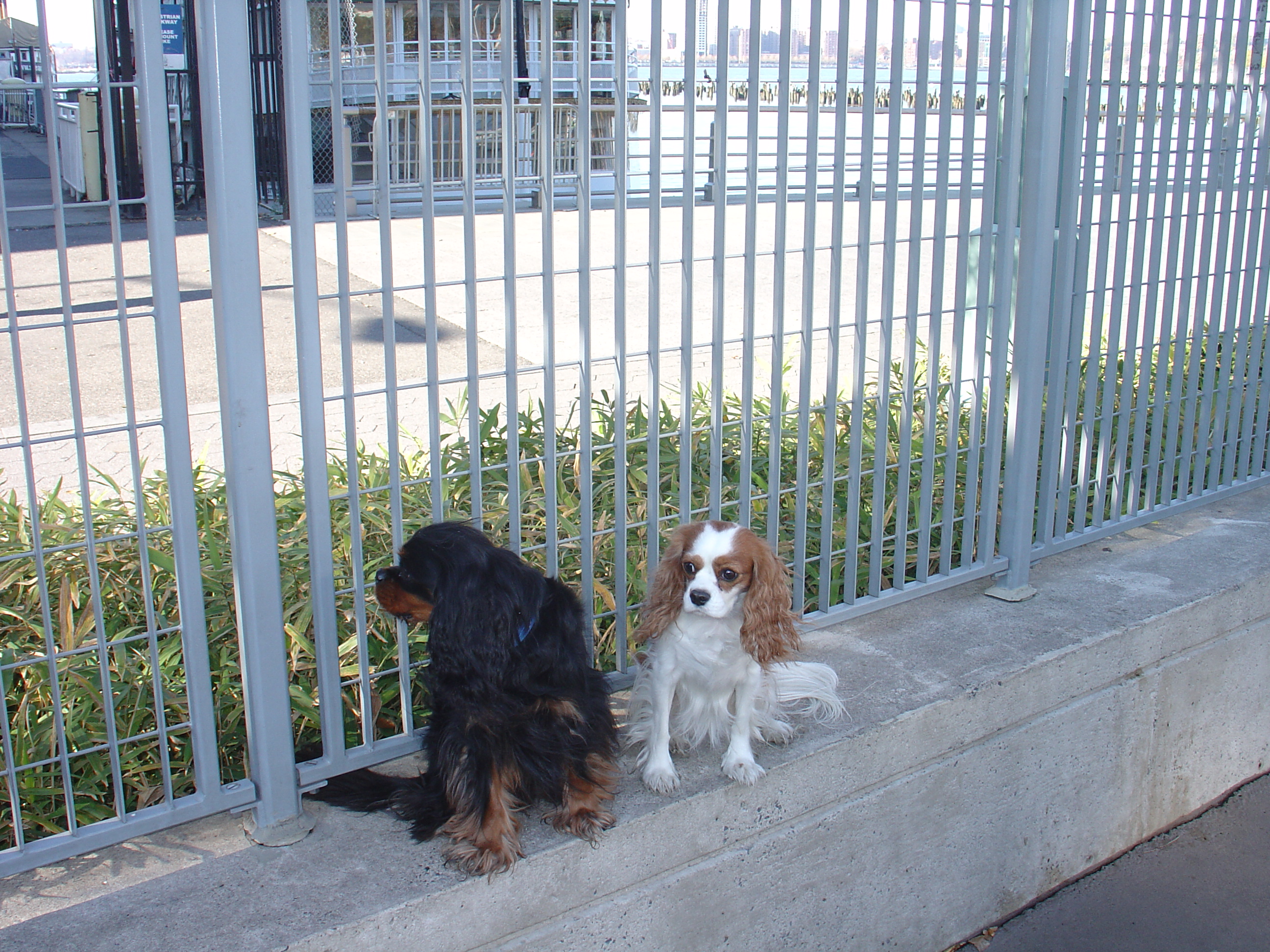 Nyc Dog Park 06.jpg
